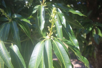 Close-up of a Blooming Mango Tree