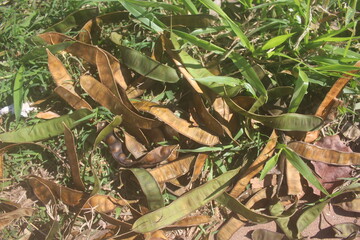 Pods and Seeds of Last Season