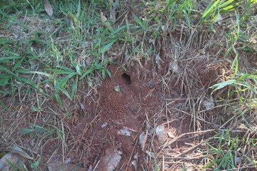 ants on the ground