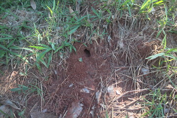 Obraz premium ants on the ground