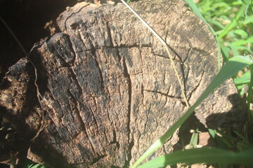 old tree trunk, Insect-Eaten Tree Stump