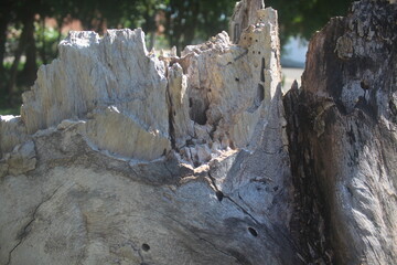 Insect-Eaten Tree Stump, old tree trunk