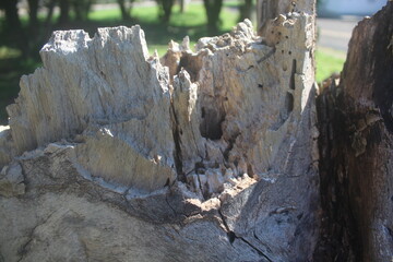old tree trunk