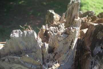 stump in the forest, Stump Resembling a Rocky Formation