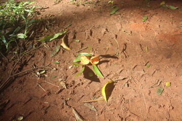 Hollow Fruit on Clay