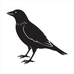 Obraz premium common blackbird vector illustration