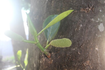 green plant growing in the garden, Flowering Jackfruit with Young Fruits on the Trunk