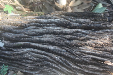 Fototapeta premium Old Railroad Tie with Grooved Surface 