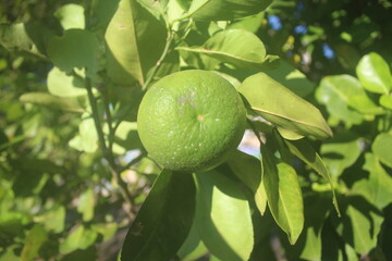 A Modest Fruit Beneath the Sun