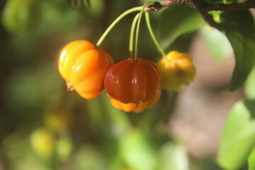 Acerola Fruits on the Branch