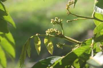 yellow flowers on a tree, green leaves on a tree