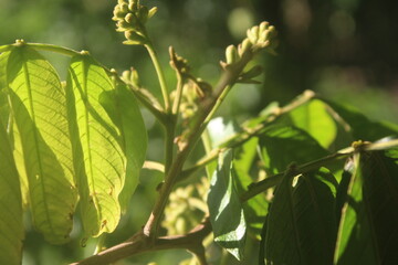 green leaves on the tree
