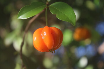 Acerola Fruits on the Branch