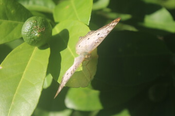 Butterfly on an Orange Leaf Beside an Unripe Fruit