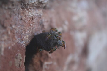 Bee Habitat in the Urban Landscape.