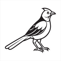 Fototapeta premium common blackbird vector illustration