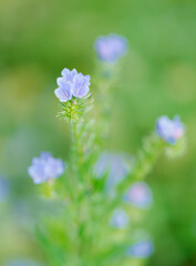 爽やかな色の花