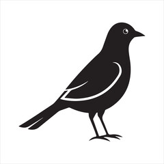 Obraz premium common blackbird vector illustration