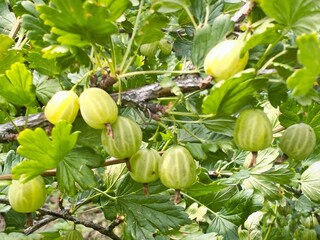 green berries and gooseberry leaves on the branches of a bush in the garden