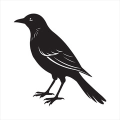 Obraz premium common blackbird vector illustration