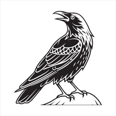 Obraz premium common blackbird vector illustration