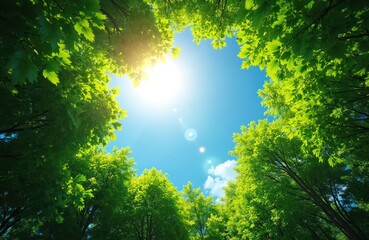 Looking up through green forest canopy. Bright sun and clear blue sky with rich tree foliage. Summer, fresh, sunny, vibrant, nature, outdoors, tranquil, peaceful environment.