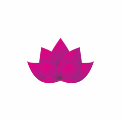 pink lotus flower