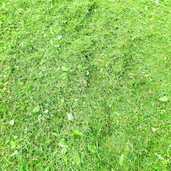 Green mown grass carpet. Empty background for text. Banner mockup.