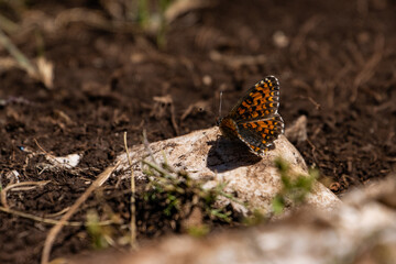 Oranger, gepunkteter Schmetterling auf Stein im Hochland von Montenegro