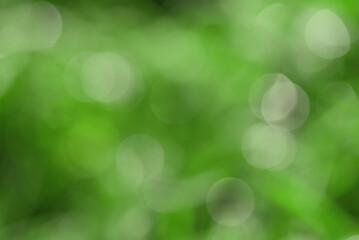 Fototapeta premium Blurred natural background defocus light. Defocused greenery.