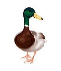 mallard duck isolated sketch, hand drawn on a transparent background.