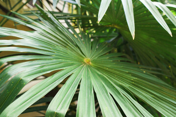 Palma on the island of Thailand.	