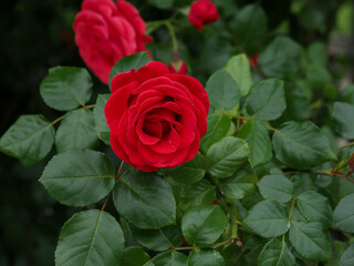 red rose with spectacular petals among green leaves in natural environment, in full bloom close up,...