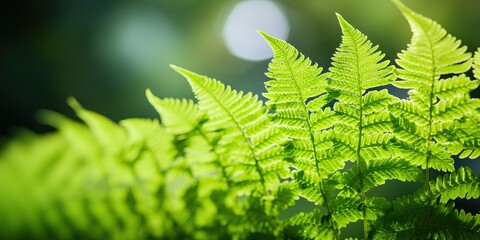 Lush Green Fern Leaves Bathed in Beautiful Natural Light Enhancing Their Vivid Coloration