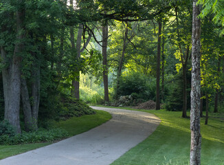A driveway shaded by trees with sunlight in the background. 