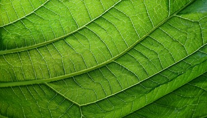 lush green leaves with intricate veining natural texture background