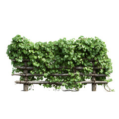 Lush Green Vine Covered Wooden Fence Natures Living Wall on transparent Background