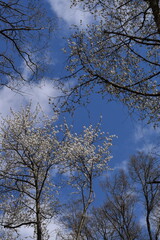 Lush trees with delicate white blossoms against a vibrant blue sky, symbolizing spring, renewal, and natural beauty. Perfect for themes of nature, environment, and fresh beginnings.