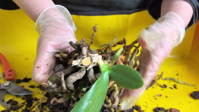Discover essential techniques for transplanting and pruning your orchids root system, ensuring vibrant growth. This guide covers tools, tips, and best practices for healthy plants.