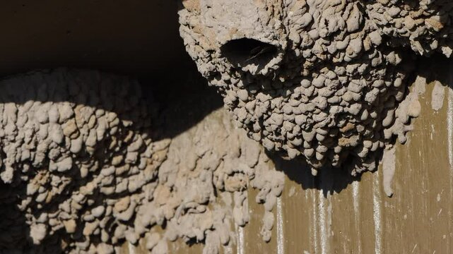 Cliff Swallow flies in and out of its mud nest under the eave of a building, with sound