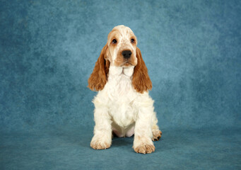 Portrait of an English Cocker Spaniel puppy. The dog is sitting. Color orange roan. Age 2 months.
