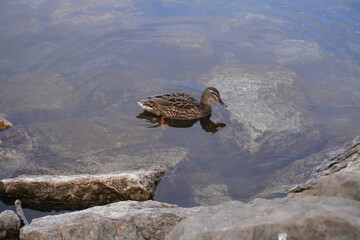 Natura, Lago, Peschiera, Italy