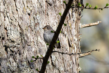 枝にとまるコサメビタキ