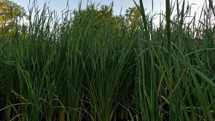 Tall green reeds growing in dense clusters on a summer day