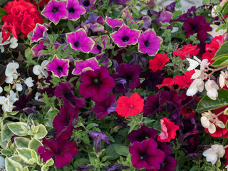 Fototapety na wymiar - Fototapeta24.pl