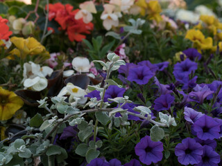 flowers of different colors and shapes in a natural environment, spectacular color effect