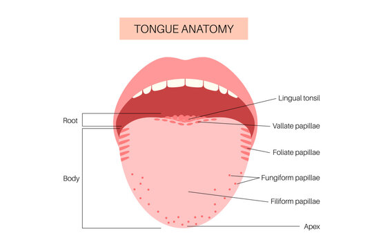 Human tongue poster