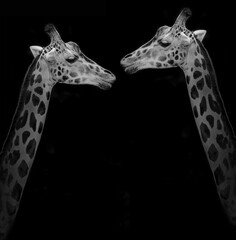 giraffe