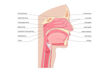 Obraz premium Nasal cavity poster