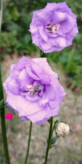 Blooming blue terry bellflower in the park. Flowers, spring, summer, campanula